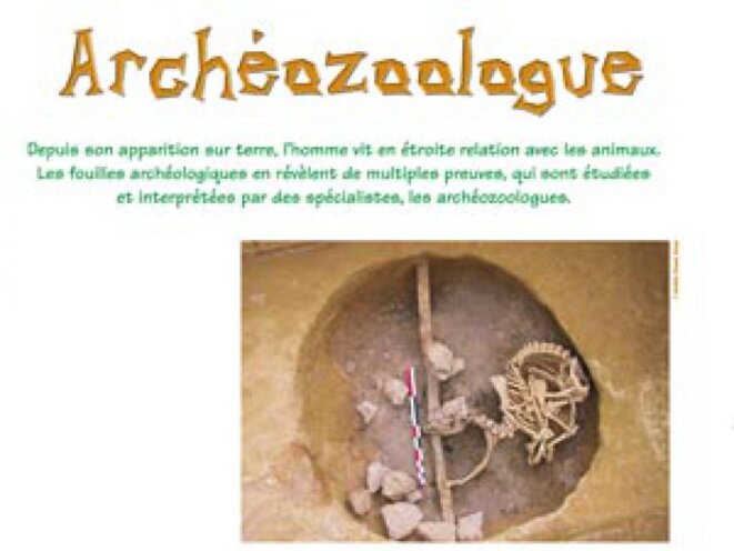 L’« archéozoologue », un archéologue (presque) comme les autres