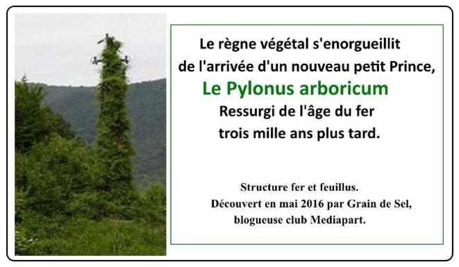 Pylonus arboricum