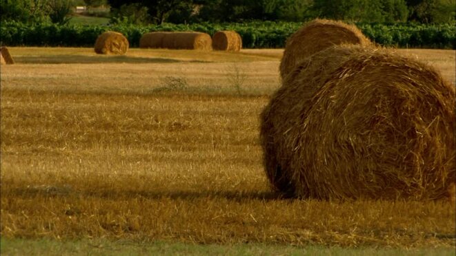 La paille ou le foin