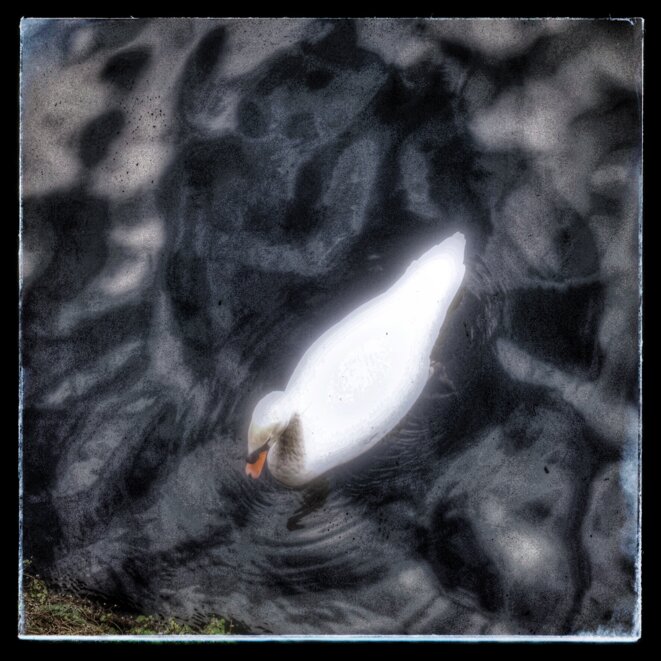 IL SUFFIRA D’UN CYGNE