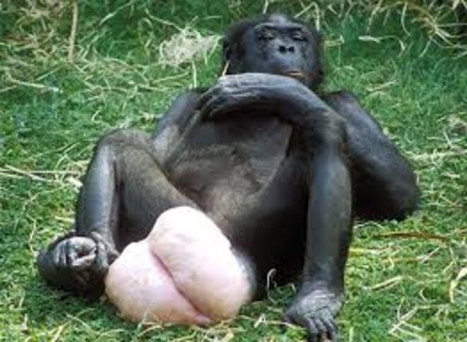 Gonflement des parties génitales chez une femelle bonobo © DR