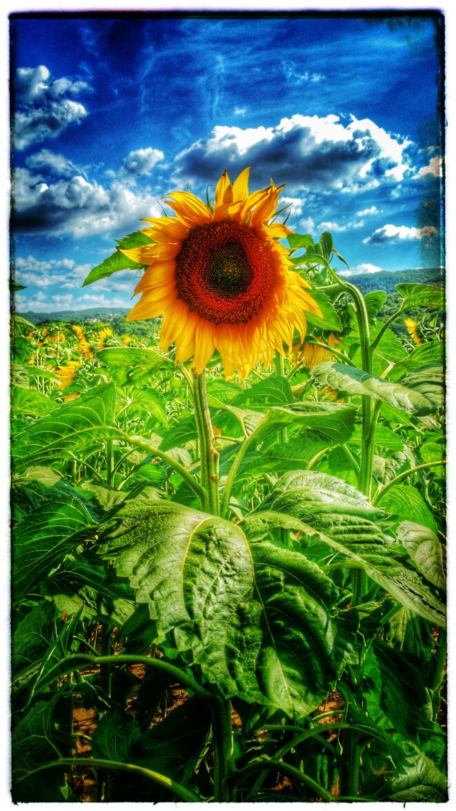 TOURNE, TOURNE, TOURNE SOL