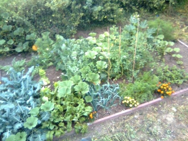 Le jardin naturel (3)