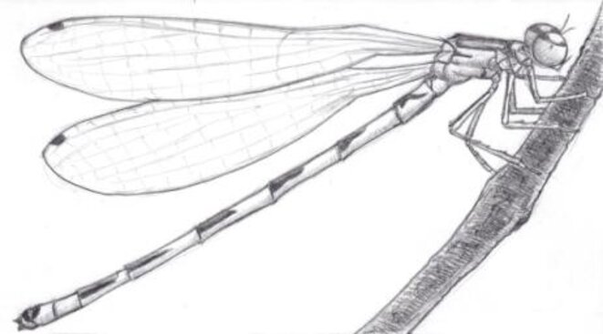 Demoiselle (sous-ordre zygoptera) © julien populin Demoiselle (sous-ordre zygoptera) © julien populin
