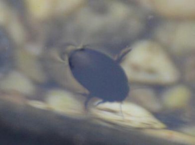 Dytique (coléoptère – famille des Dytiscidae) Dytique (coléoptère – famille des Dytiscidae)