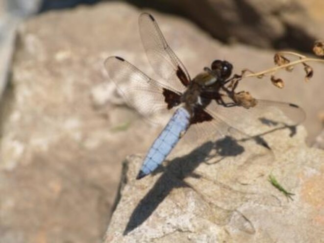 Libellule déprimée (Libellula depressa) Libellule déprimée (Libellula depressa)