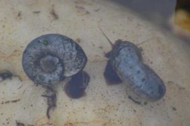 Planorbes (famille des Planorbidae) Planorbes (famille des Planorbidae)