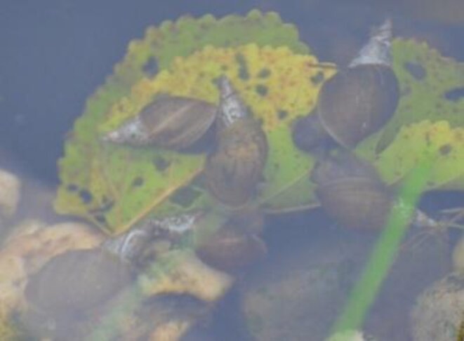 Limnées (Lymnaea sp.) Limnées (Lymnaea sp.)