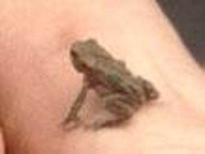 Jeune crapaud commun (Bufo bufo) Jeune crapaud commun (Bufo bufo)