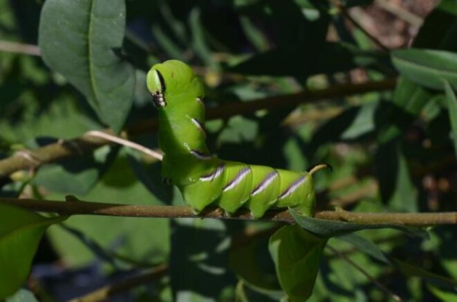 Sphinx du troène (Sphinx ligustri) Sphinx du troène (Sphinx ligustri)