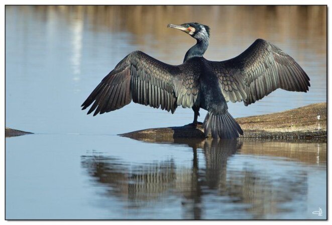 cormoran1