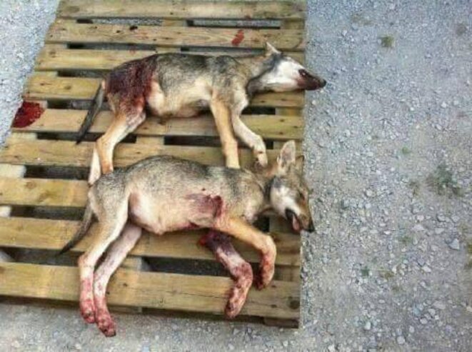 L'écologie stalinienne