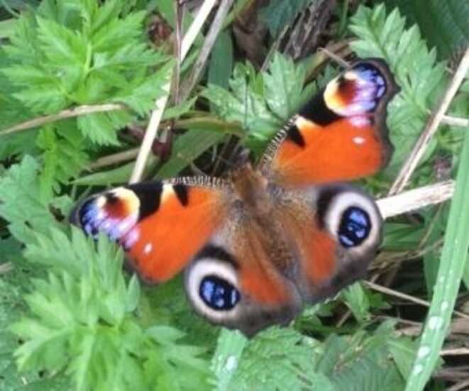 Paon-du-jour (Aglais io) Paon-du-jour (Aglais io)