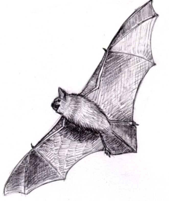 Pipistrelle (pipistrellus sp.) © julien populin Pipistrelle (pipistrellus sp.) © julien populin