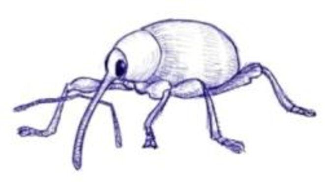 Balanin des noisettes (Curculio nucum) © julien populin Balanin des noisettes (Curculio nucum) © julien populin