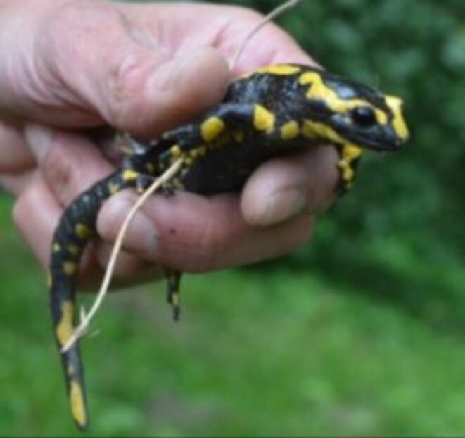 salamandre tachetée (Salamandra salamandra) salamandre tachetée (Salamandra salamandra)