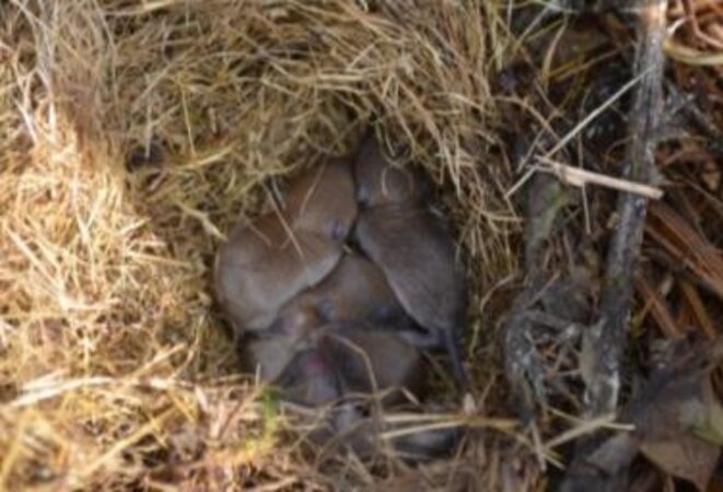 probablement campagnol commun (Microtus arvalis) probablement campagnol commun (Microtus arvalis)