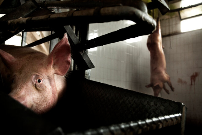 cochon