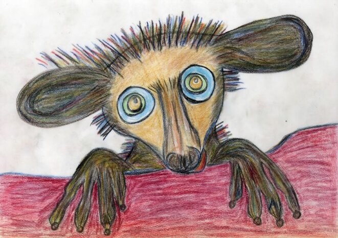 The Aye Aye © AnaIsabel The Aye Aye © AnaIsabel