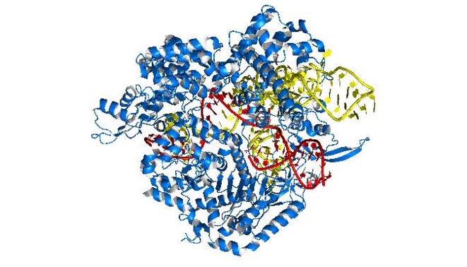 crispr