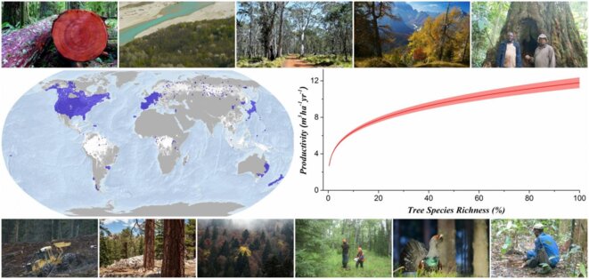 Les données de 777.126 sites forestiers dans le monde montre que la biodiversité favorise la productivité des forêts © Global Forest Biodiversity Initiative Les données de 777.126 sites forestiers dans le monde montre que la biodiversité favorise la productivité des forêts © Global Forest Biodiversity Initiative
