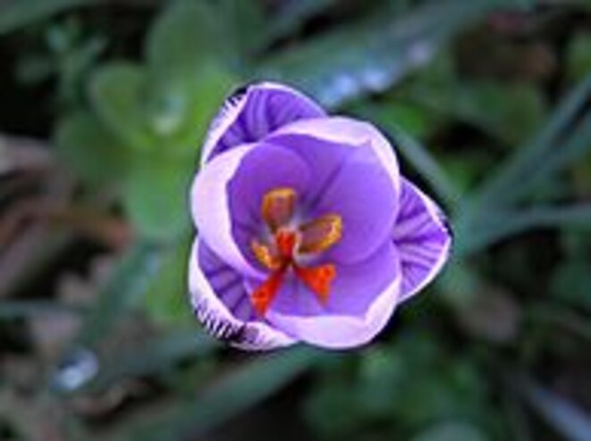Lavatoggio-Crocus_corsicus.jpg Lavatoggio-Crocus_corsicus.jpg