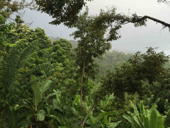 De Bourgogne à Bali: histoires de forêts...et d'ouïe