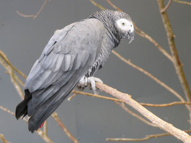 perroquetgrisdugabon-2497