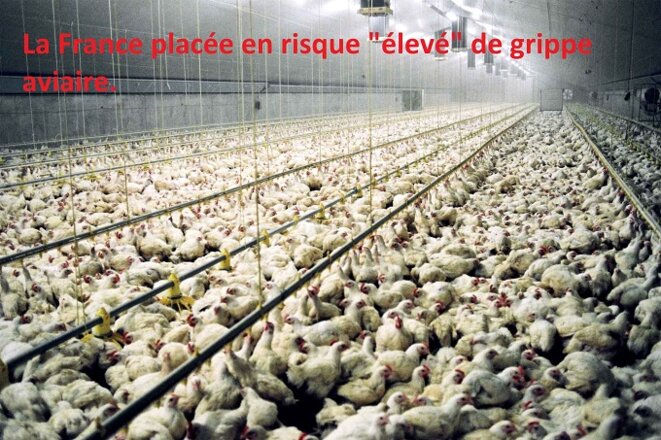 La France placée en risque "élevé" de grippe aviaire