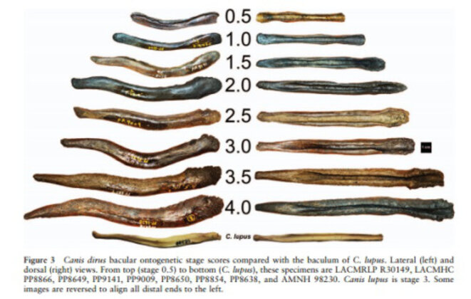Baculums de plusieurs spécimens de loups du pléistocène (Canis dirus), canidé d'Amérique du nord disparu il y a 10.000 ans , © Scottie Westfall (https://retrieverman.net/tag/baculum/) Baculums de plusieurs spécimens de loups du pléistocène (Canis dirus), canidé d'Amérique du nord disparu il y a 10.000 ans , © Scottie Westfall (https://retrieverman.net/tag/baculum/)