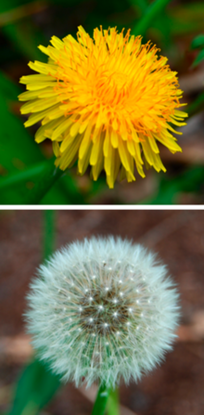 dandelioncomparison