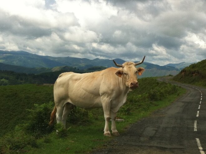 Un meilleur climat dans nos assiettes pour les fêtes?