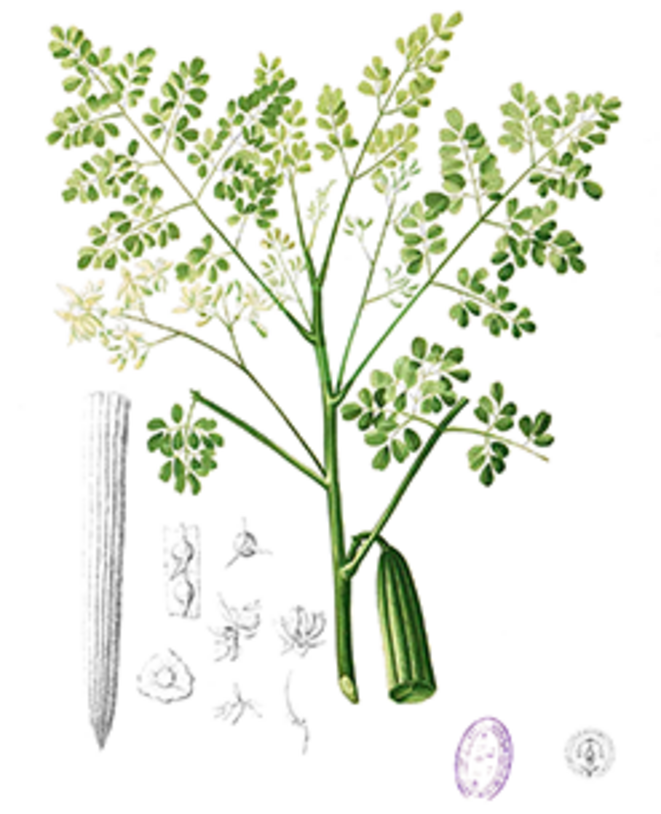dessin-moringa