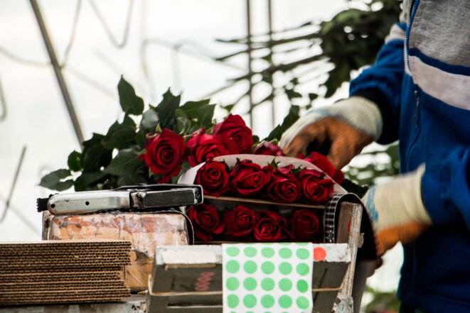 Conditionnement de roses pour l'exportation en Equateur © Jean-Baptiste Veyrieras Conditionnement de roses pour l'exportation en Equateur © Jean-Baptiste Veyrieras