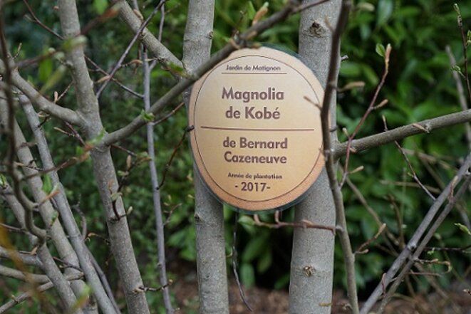 freddy-mulongo-cazeneuve-magnolia-26