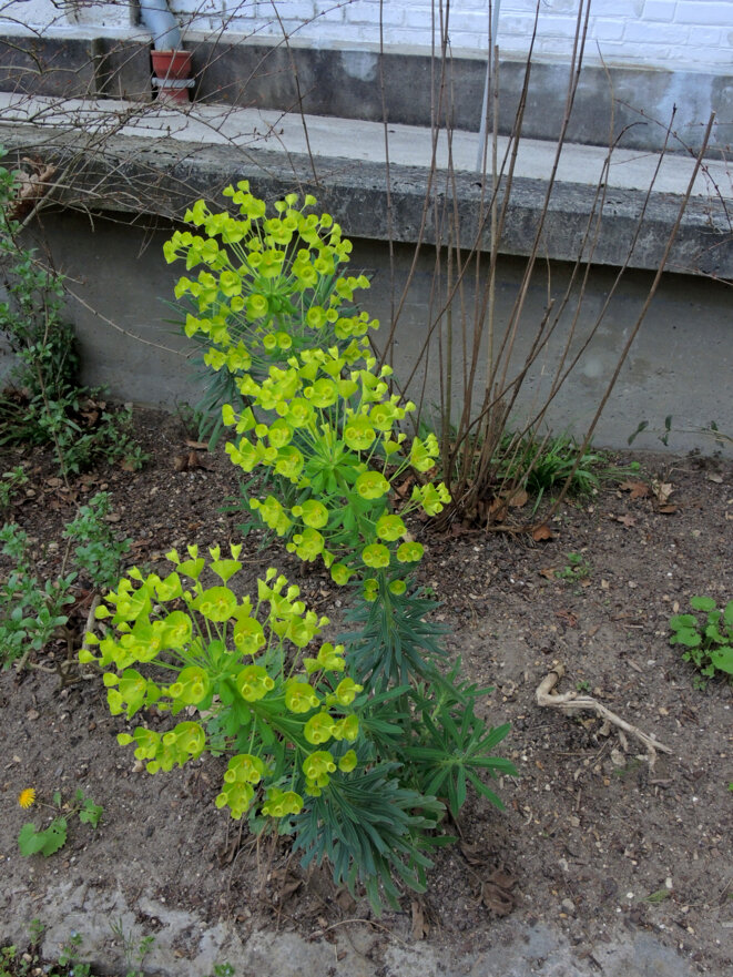 Jardin d'agronomie tropicale, Paris, 1 avril 2017 © Gilles Walusinski Jardin d'agronomie tropicale, Paris, 1 avril 2017 © Gilles Walusinski