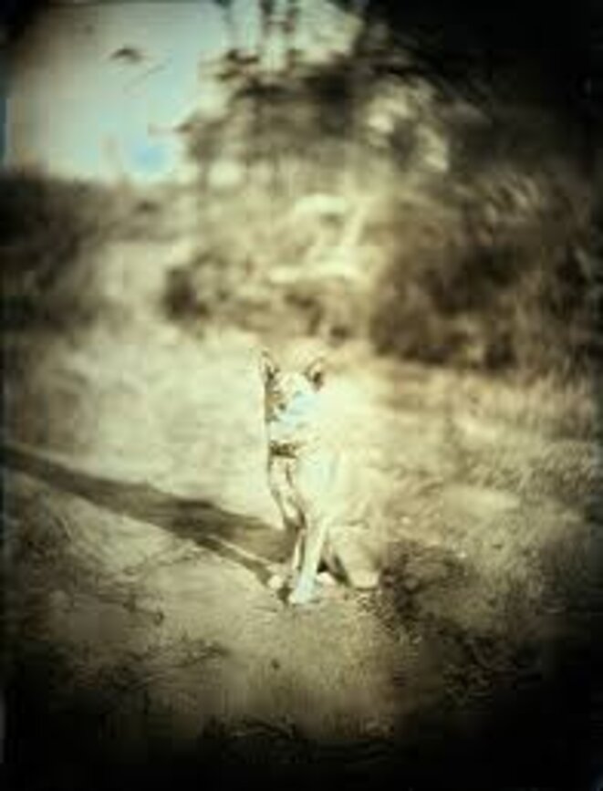 December 23, 2011. A Stray Dog, Haramachi, Minamisoma. From ‘Here and There – Tomorrow’s Islands’ © Takashi Arai December 23, 2011. A Stray Dog, Haramachi, Minamisoma. From ‘Here and There – Tomorrow’s Islands’ © Takashi Arai