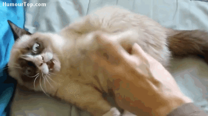 gif-bisous-top-trop-drole-26-4-17