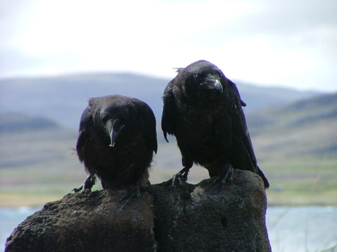 1024px-corvus-corax-jouveniles