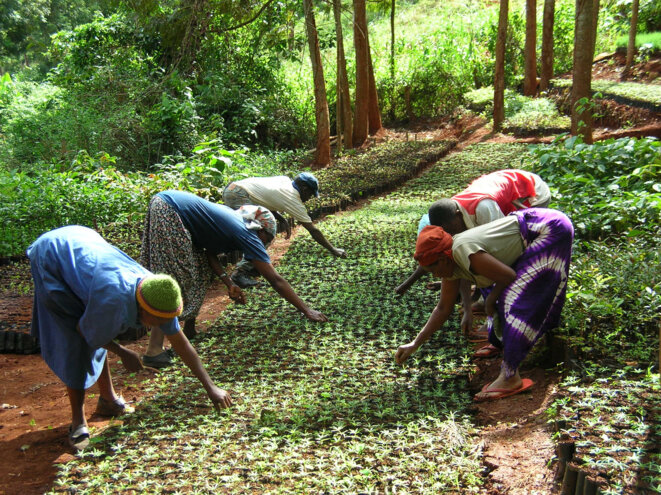 Green Belt Movement - Kenya Green Belt Movement - Kenya