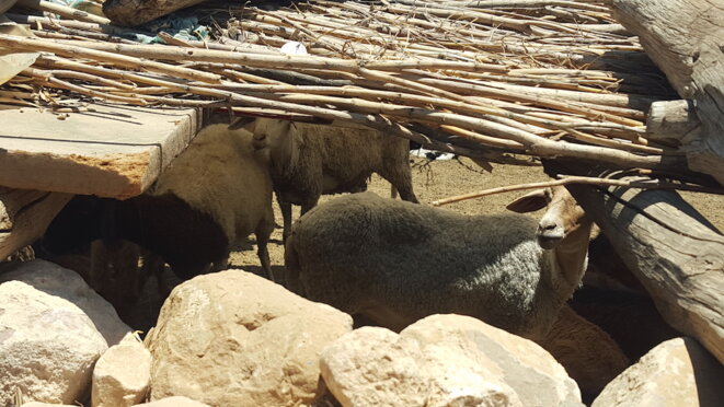 Les derniers moutons de la famille Soltani © L. B. Les derniers moutons de la famille Soltani © L. B.
