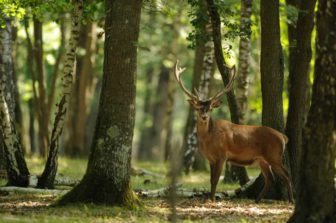 cerf-en-foret-1024x681