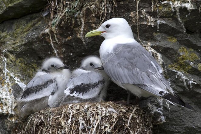 depositphotos-92902402-stock-photo-black-legged-kittiwake-adult-and