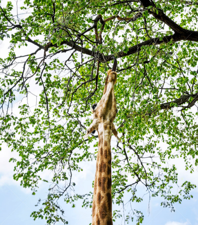 Extraits et anecdotes littéraires avec Roméo Fratti