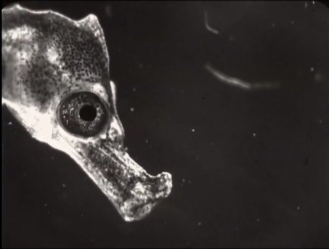 Extrait de « Jean Painlevé, fantaisie pour biologie marine » © François Lévy-Kuentz et Brigitte Berg Extrait de « Jean Painlevé, fantaisie pour biologie marine » © François Lévy-Kuentz et Brigitte Berg