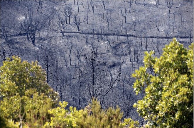 The charred remains of a forest close to Bormes-les-Mimosas, southern France, after wildfires in late July 2017. © Reuters