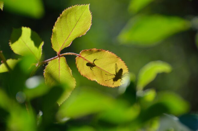 PLUS ÇA CHANGE, PLUS C’EST LA MÊME CHOSE…