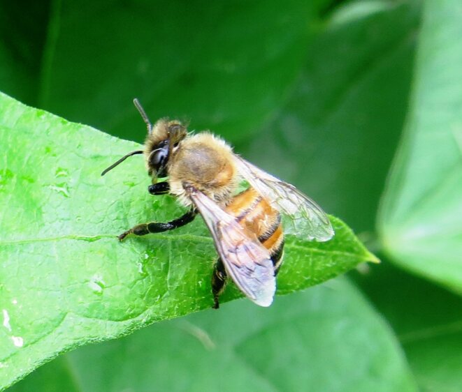 abeille-eau