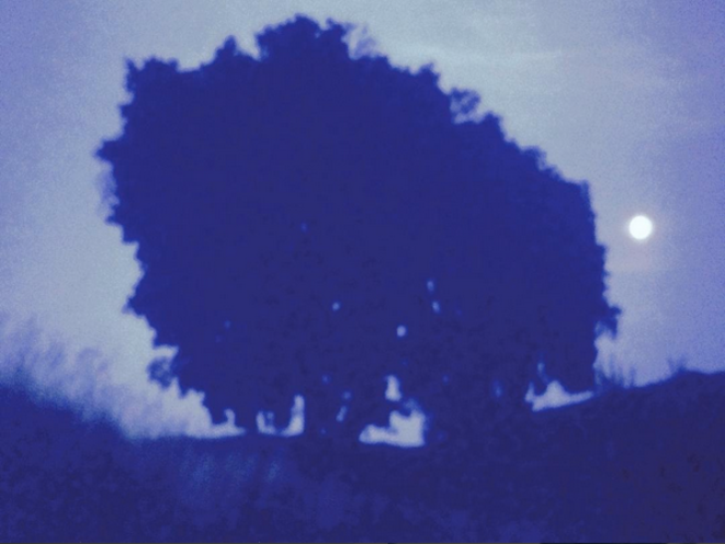 lanier-8