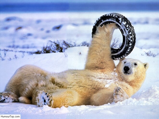 ours-blanc-comique